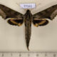 77161p Sphingidae Xylophanes undata Panama $17