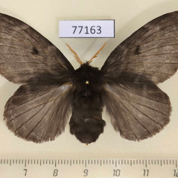 Lasiocampidae Euglyphis juliana f Panama