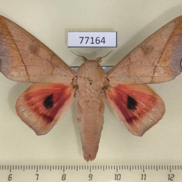 Saturniidae Syssphinx molina Panama