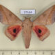 77164p Saturniidae Syssphinx molina Panama $20