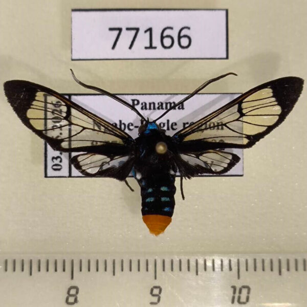 Arctiidae Gymnelia colona Panama