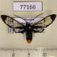 77166p Arctiidae Gymnelia colona Panama $13