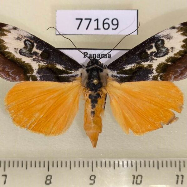 Noctuidae Epithisanotia sanctijohannis Panama