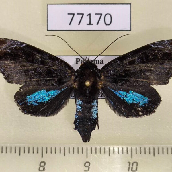 Noctuidae Vespola plumipes Panama