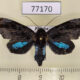 77170p Noctuidae Vespola plumipes Panama $12