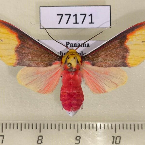 Arctiidae Evius cochenouri f Panama