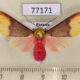 77171p Arctiidae Evius cochenouri f Panama $10