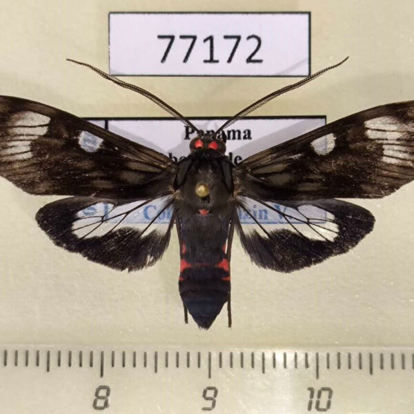 Arctiidae Episcepsis demonis Panama