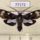 77172p Arctiidae Episcepsis demonis Panama $10