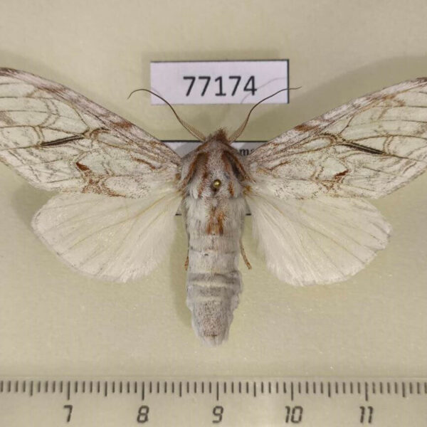 Notodontiidae Trichomoplata cassiope Panama