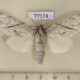 77174p Notodontiidae Trichomoplata cassiope Panama $15