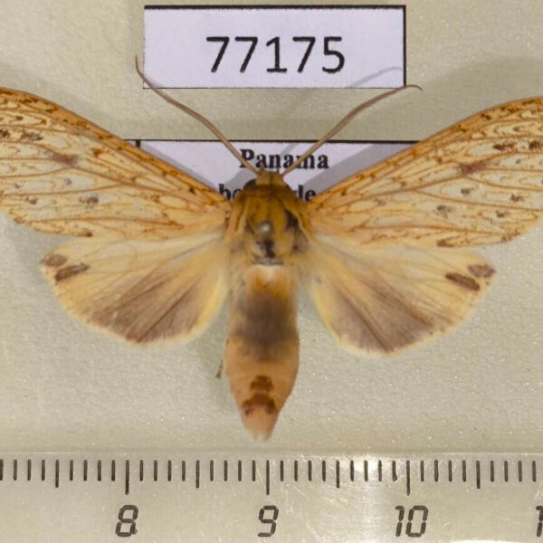 Arctiidae Leucanopsis stipulata Panama