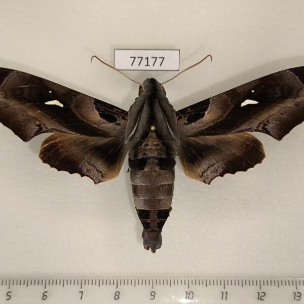 Sphingidae Madoryx plutonius Panama