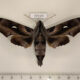 77177p Sphingidae Madoryx plutonius Panama $20