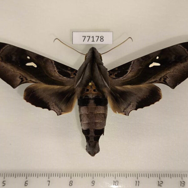 Sphingidae Madoryx plutonius Panama
