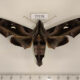 77178p Sphingidae Madoryx plutonius Panama $20