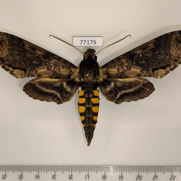 Sphingidae Manduca pellenia Panama
