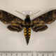 77179p Sphingidae Manduca pellenia Panama $20