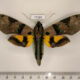 77180p Sphingidae Eumorpha capronnieri Panama $50
