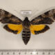 77183p Sphingidae Isognathus rimosa f Panama $50