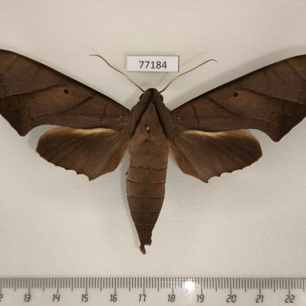 Sphingidae Pachylia darceta Panama