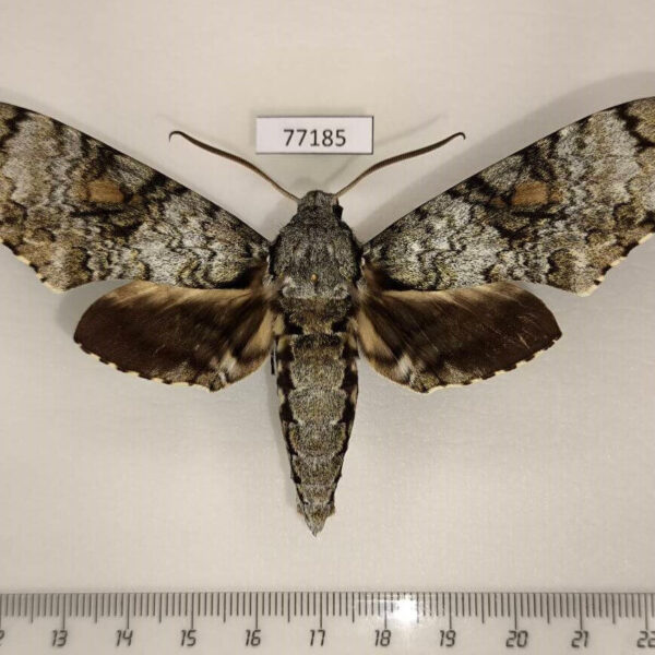 Sphingidae Manduca florestan Panama