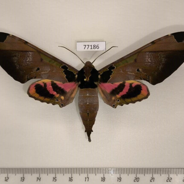 Sphingidae Adhemarius ypsilon Panama