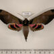 77186p Sphingidae Adhemarius ypsilon Panama $25