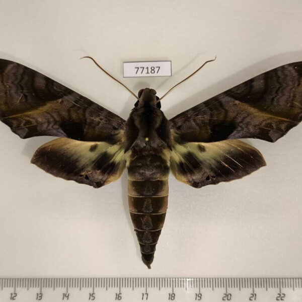 Sphingidae Eumorpha triangulum Panama