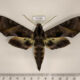 77187p Sphingidae Eumorpha triangulum Panama $17