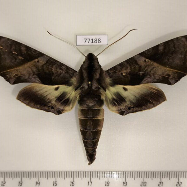 Sphingidae Eumorpha triangulum Panama