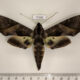 77188p Sphingidae Eumorpha triangulum Panama $17