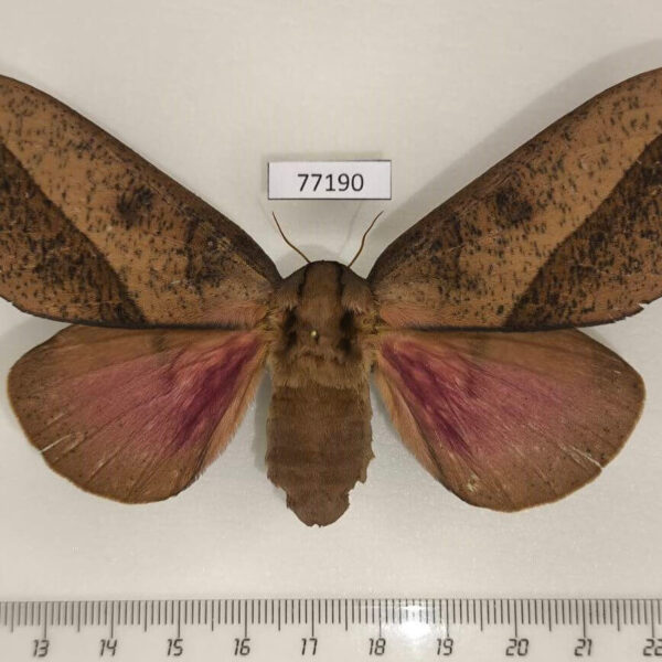 Saturniidae Syssphinx sp. antkozlovi f Panama