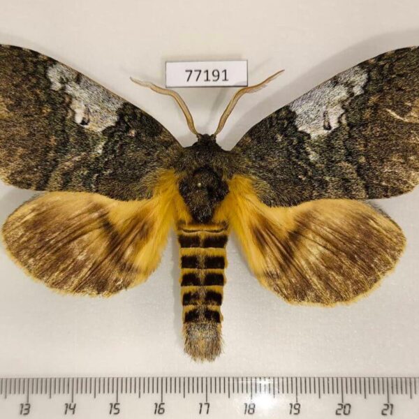 Notodontiidae Anurocampa mingens Panama