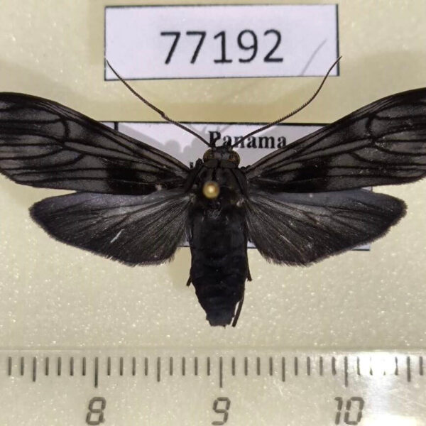 Arctiidae Hyaleucerea morosa Panama