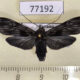 77192p Arctiidae Hyaleucerea morosa Panama $10