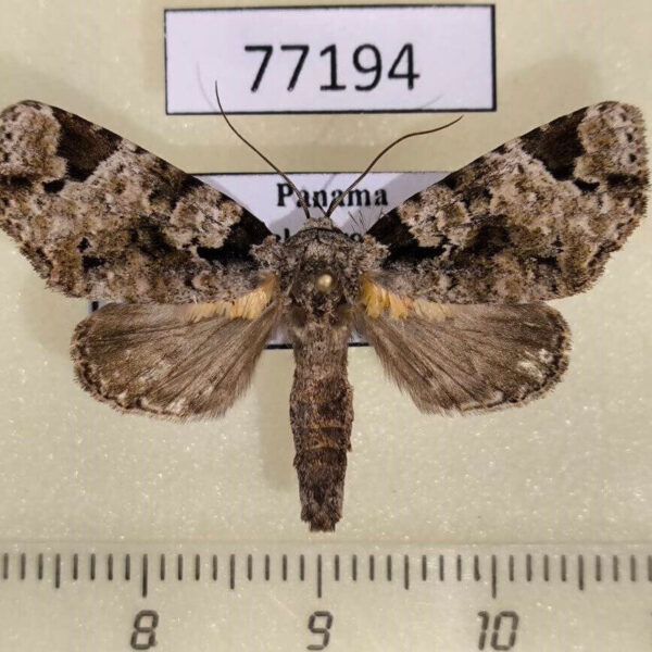 Noctuidae Encruphion leena Panama