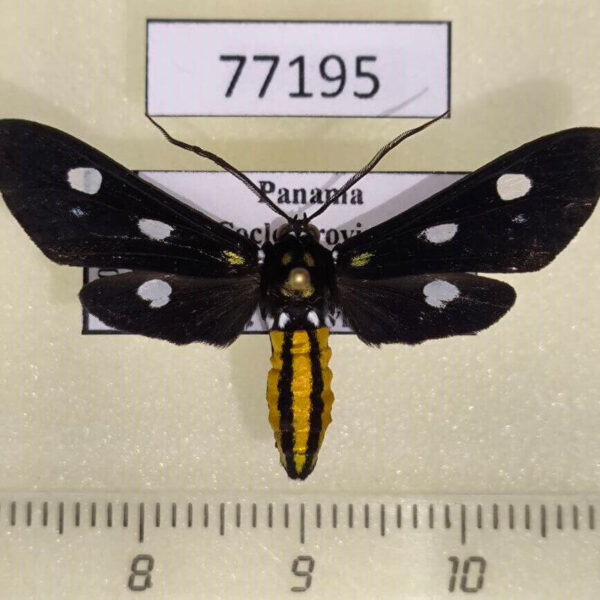 Arctiidae Calonotos metallicus Panama
