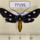 77195p Arctiidae Calonotos metallicus Panama $14