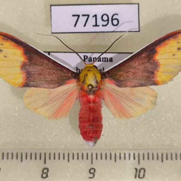 Arctiidae Evius cochenouri Panama