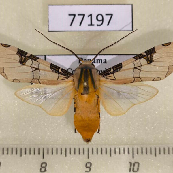 Arctiidae Halysidota interlineata Panama
