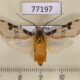 77197p Arctiidae Halysidota interlineata Panama $12