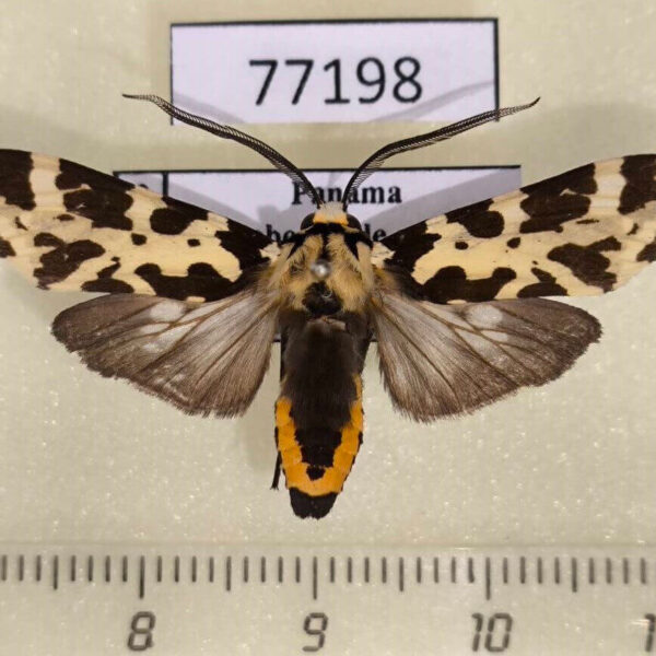 Arctiidae Eucereon consorta Panama