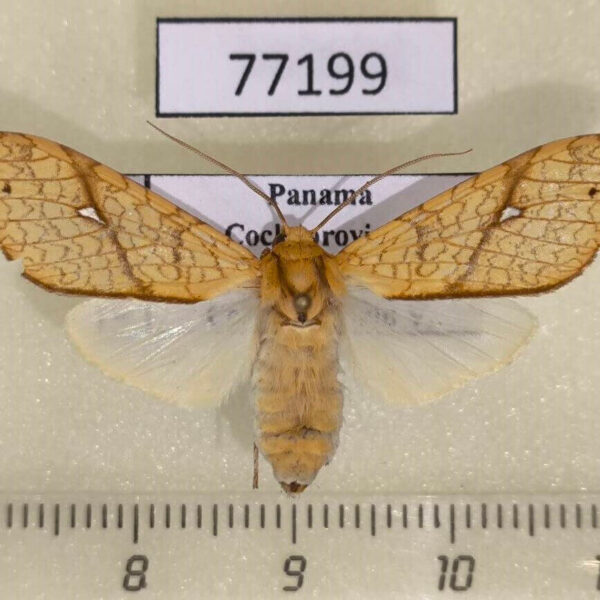 Arctiidae Lophocampa annulosa Panama