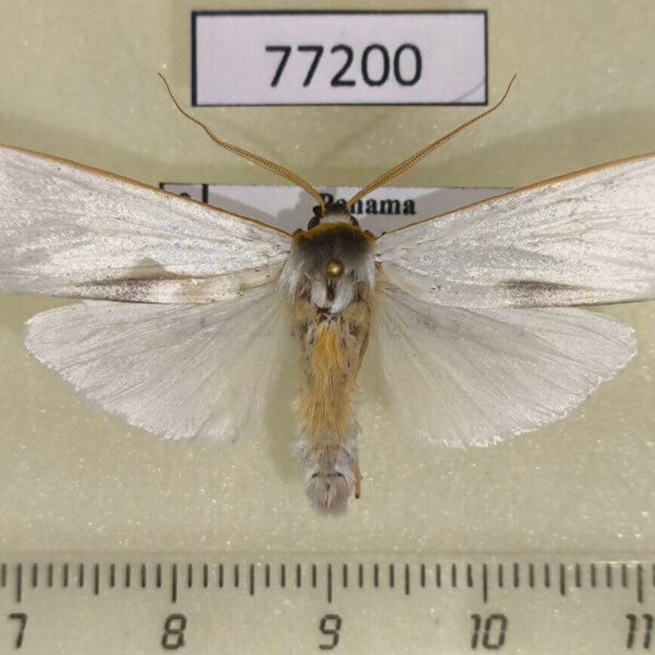 Arctiidae Agylla argentifera Panama