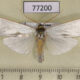 77200p Arctiidae Agylla argentifera Panama $7