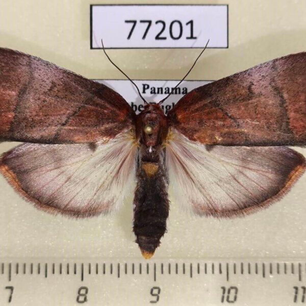 Pyralidae Neophrida meterythralis Panama