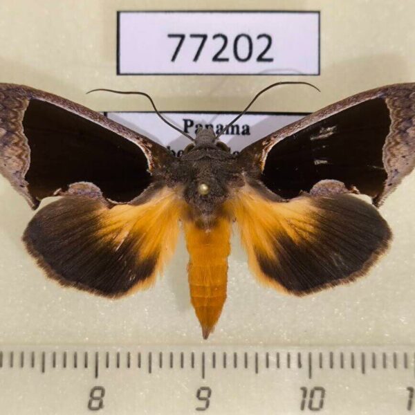 Noctuidae Gonodonta sinaldus Panama