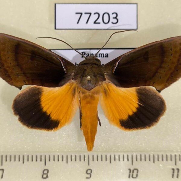 Noctuidae Gonodonta sicheas Panama