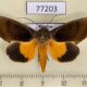 77203p Noctuidae Gonodonta sicheas Panama $7